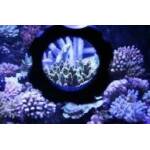 Coral Box Tank Explorer 8-12 mm glas