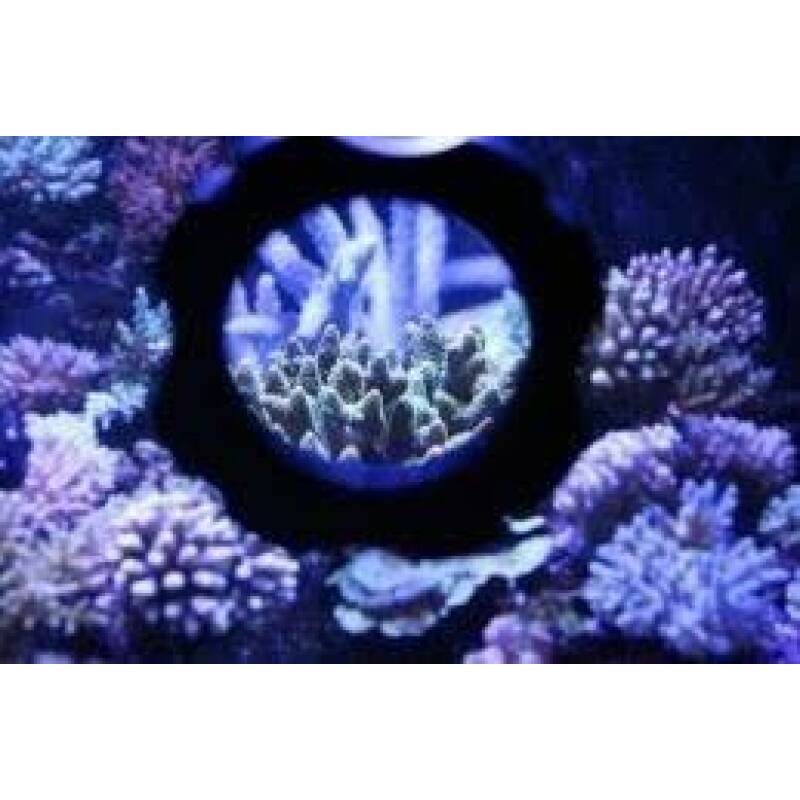 Coral Box Tank Explorer 8-12 mm glas - Image 1