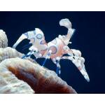 Hymenocera picta - Harlekijn garnaal