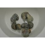 Turbo fluctuosus - mexicaanse turboslak