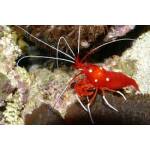 Lysmata debelius - Bloedgarnaal