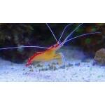 Lysmata amboinensis - Poetsgarnaal