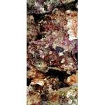 Levend steen Carribean (gebruikt steen)