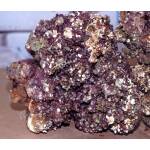 Levend steen indonesie  (vers, ongebruikt)