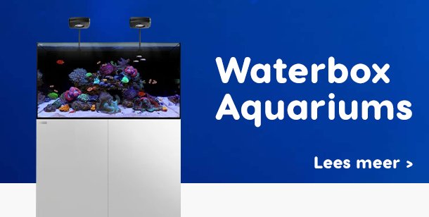 verklaren Onzorgvuldigheid Alternatief voorstel zout water aquarium winkel in de omstreken van Amsterdam - Dutch Reef