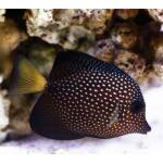 Zebrasoma Gemmatum (M)