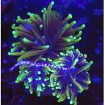 Euphyllia glabrescens dragon soul