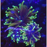 Euphyllia glabrescens dragon soul