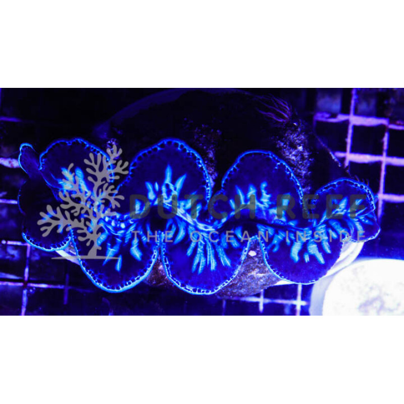 Tridacna Maxima Ultra Blue 12 tot 15 cm - Afbeelding 1