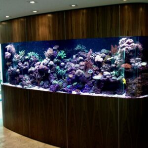 Reef-Aquarium-2-1024×813 Reef-Aquarium-2-1024x813