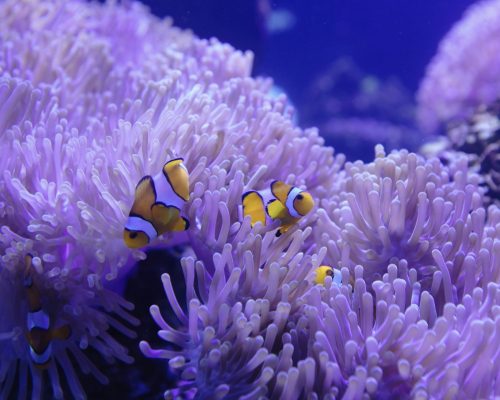 clownfish-and-corals-in-the-tank-at-aquarium-LCAJ5M6 clownfish-and-corals-in-the-tank-at-aquarium-LCAJ5M6